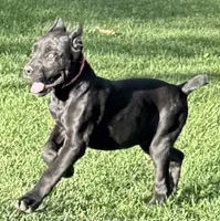 Ultra, a female Cane Corso for sale in Longmont, CO – 9 of 10