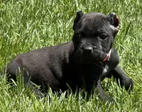Nola, a female Cane Corso for sale in Longmont, CO – 8 of 10