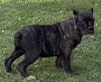 Grazie, a male Cane Corso for sale in Longmont, CO – 5 of 10