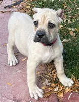Verona, a female Cane Corso for sale in Longmont, CO – 2 of 10