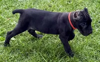 Ultra, a female Cane Corso for sale in Longmont, CO – 7 of 10