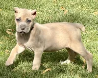 Vanity, a female Cane Corso for sale in Longmont, CO – 9 of 10
