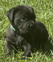 Hope, a female Cane Corso for sale in Longmont, CO – 2 of 10