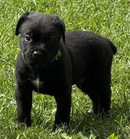 Hagrid, a male Cane Corso for sale in Longmont, CO – 6 of 9