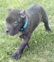 Maynard, a male Cane Corso for sale in Longmont, CO – 7 of 10