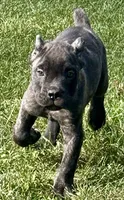 Maybel, a female Cane Corso for sale in Longmont, CO – 5 of 10