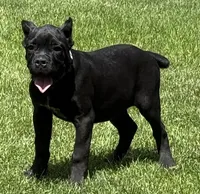Hannah, a female Cane Corso for sale in Longmont, CO – 2 of 10