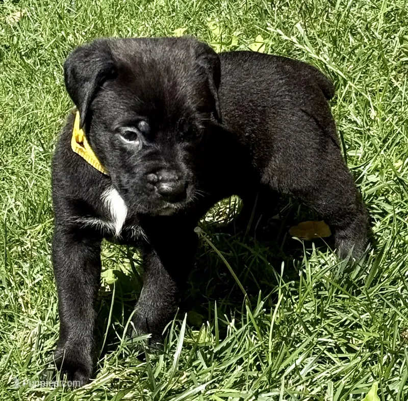 Hazel – Cane Corso puppy for sale in Longmont, CO