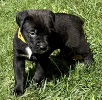 Hazel, a female Cane Corso for sale in Longmont, CO – 1 of 10