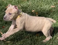 Violet, a female Cane Corso for sale in Longmont, CO – 2 of 10