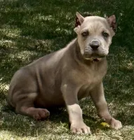 Fiona, a female Cane Corso for sale in Longmont, CO – Photo 1 of 6