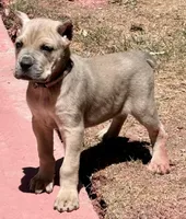 Fiona, a female Cane Corso for sale in Longmont, CO – Photo 5 of 6