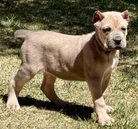Fiona, a female Cane Corso for sale in Longmont, CO – Photo 2 of 6