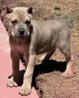 Fiona, a female Cane Corso for sale in Longmont, CO – Photo 4 of 6