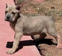 Fiona, a female Cane Corso for sale in Longmont, CO – Photo 6 of 6