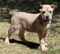 Fiona, a female Cane Corso for sale in Longmont, CO – Photo 3 of 6