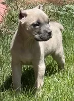 Nova, a female Cane Corso for sale in Longmont, CO – 3 of 10