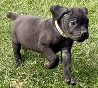 Minnie, a female Cane Corso for sale in Longmont, CO – 4 of 10