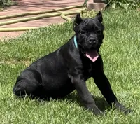 Hannah, a female Cane Corso for sale in Longmont, CO – 7 of 10