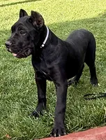Ula, a female Cane Corso for sale in Longmont, CO – 4 of 10