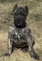 Monti, a male Cane Corso for sale in Longmont, CO – Photo 2 of 10