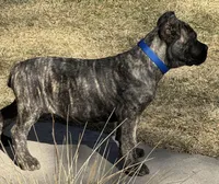 Monti, a male Cane Corso for sale in Longmont, CO – Photo 8 of 10