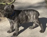 Monti, a male Cane Corso for sale in Longmont, CO – Photo 3 of 10
