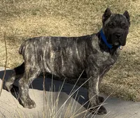 Monti, a male Cane Corso for sale in Longmont, CO – Photo 7 of 10