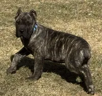 Monti, a male Cane Corso for sale in Longmont, CO – Photo 5 of 10