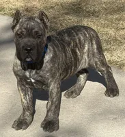 Monti, a male Cane Corso for sale in Longmont, CO – Photo 1 of 10