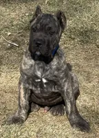 Monti, a male Cane Corso for sale in Longmont, CO – Photo 6 of 10