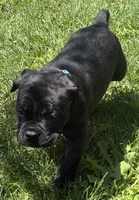 Maple, a female Cane Corso for sale in Longmont, CO – 6 of 10