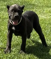 Nola, a female Cane Corso for sale in Longmont, CO – 2 of 10