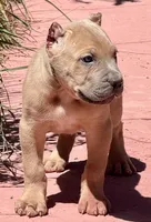 Forrest, a male Cane Corso for sale in Longmont, CO – Photo 5 of 6
