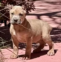 Forrest, a male Cane Corso for sale in Longmont, CO – Photo 1 of 6