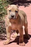 Forrest, a male Cane Corso for sale in Longmont, CO – Photo 4 of 6