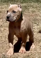 Forrest, a male Cane Corso for sale in Longmont, CO – Photo 3 of 6