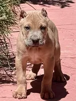 Forrest, a male Cane Corso for sale in Longmont, CO – Photo 2 of 6