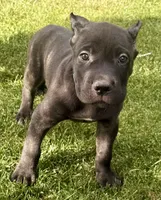 Monster, a male Cane Corso for sale in Longmont, CO – 7 of 10