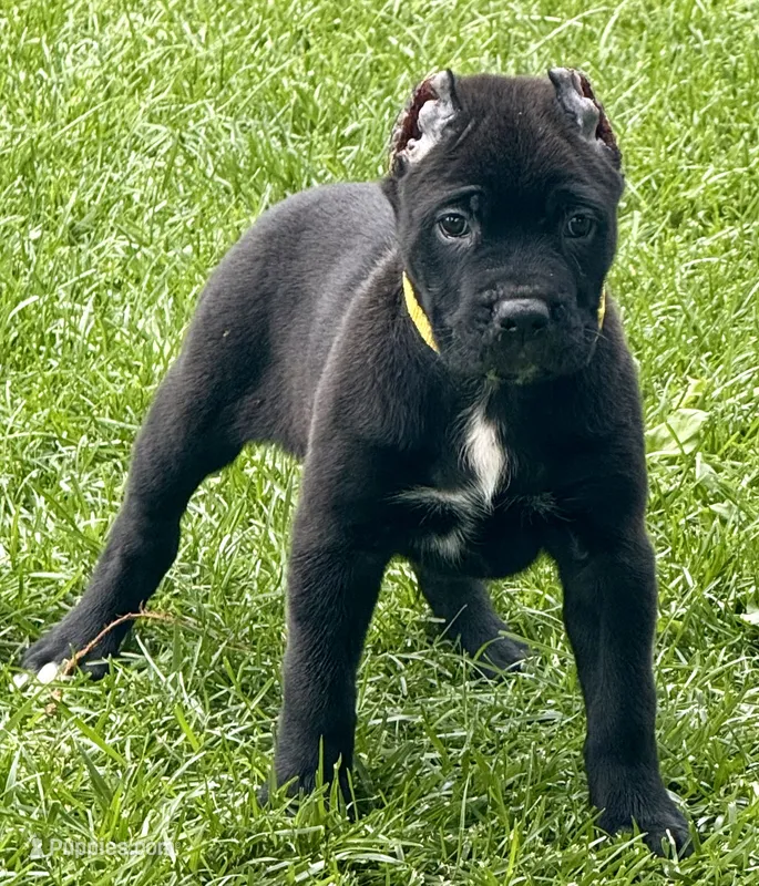 Hazel – Cane Corso puppy for sale in Longmont, CO