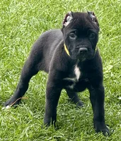 Hazel, a female Cane Corso for sale in Longmont, CO – 1 of 10