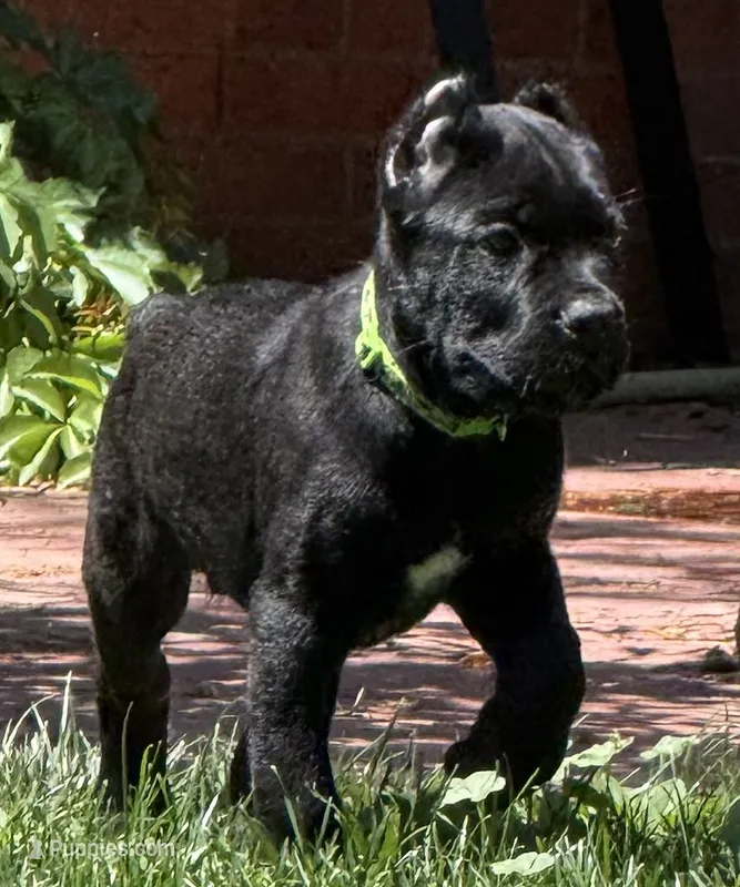 Hagrid – Cane Corso puppy for sale in Longmont, CO