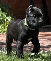 Hagrid, a male Cane Corso for sale in Longmont, CO – 2 of 10