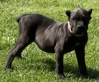 Nola, a female Cane Corso for sale in Longmont, CO – 8 of 10