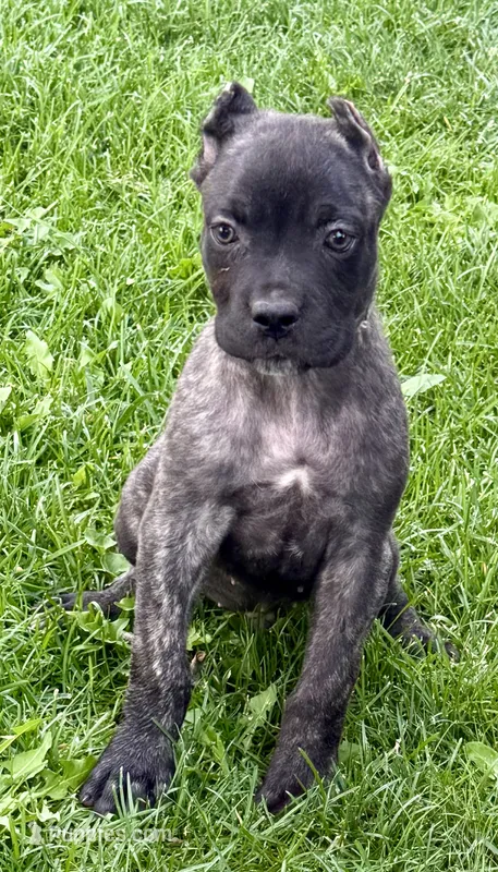 Ghost – Cane Corso puppy for sale in Longmont, CO