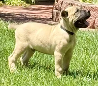 Hunter, a male Cane Corso for sale in Longmont, CO – 9 of 10