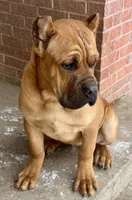 Frisky, a male Cane Corso for sale in Longmont, CO – Photo 6 of 9