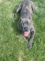 Frisky, a male Cane Corso for sale in Longmont, CO – Photo 8 of 9