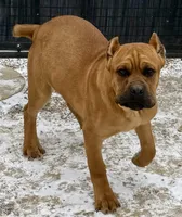 Frisky, a male Cane Corso for sale in Longmont, CO – Photo 2 of 9