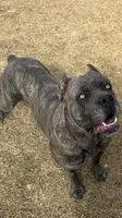 Frisky, a male Cane Corso for sale in Longmont, CO – Photo 7 of 9